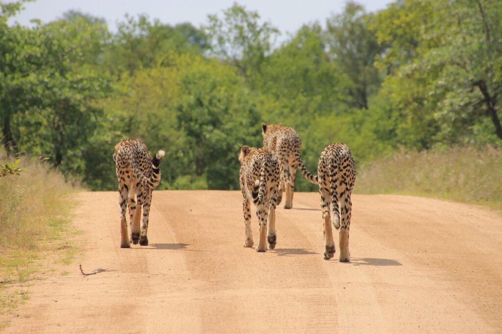 cheetahs 1043273 1280