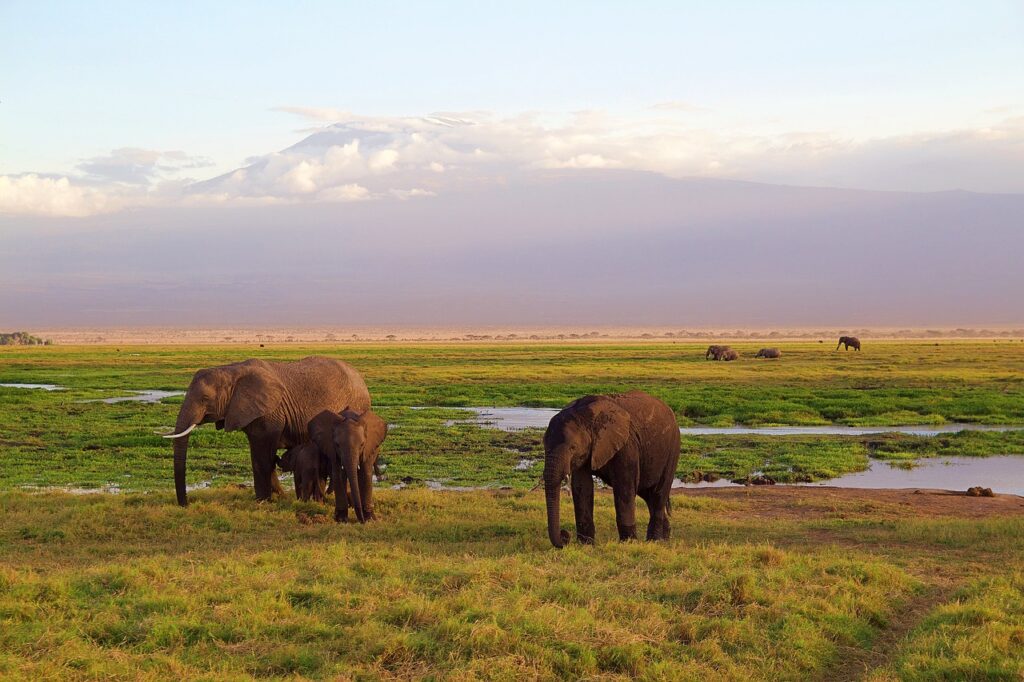 elephants 4275741 1280