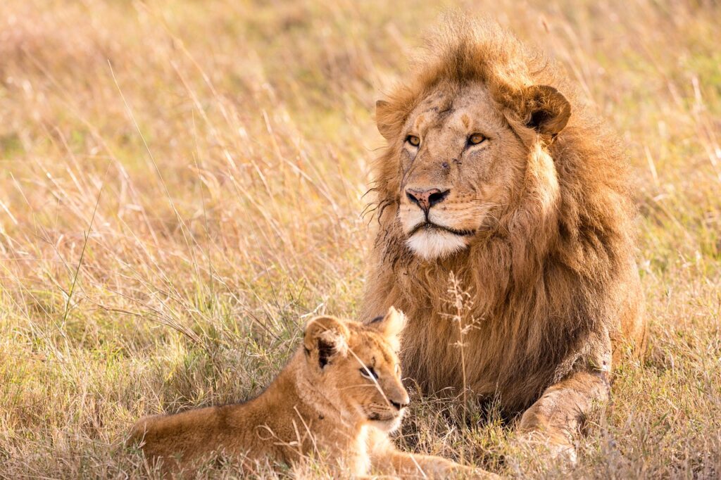 lion 5799523 1280