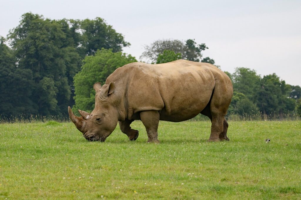 rhino 1895111 1280