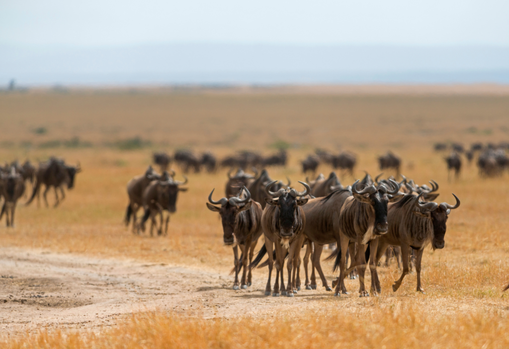 Gem-Safaris-Maasai-Mara-01