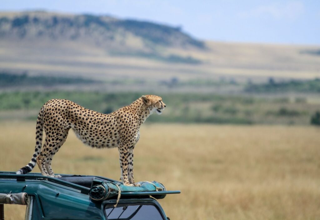 Gemfinders Safari Tours Images-JPG-006