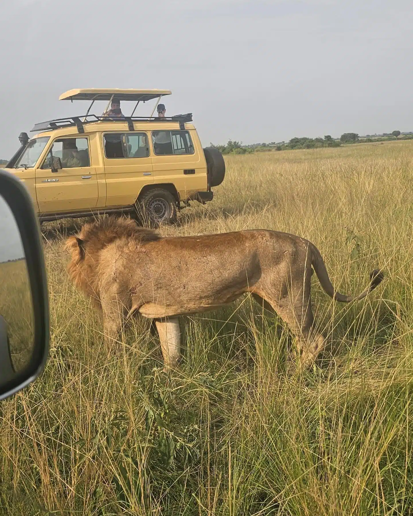 Lion at close range, Queen Elizabeth National Park, Uganda