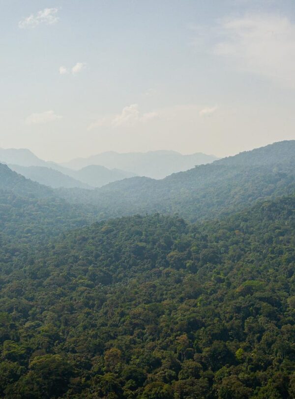 Bwindi Impenetrable National Park