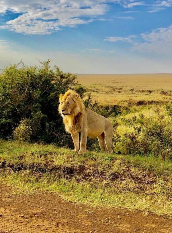 Lion on a 2-day private Masai Mara safari