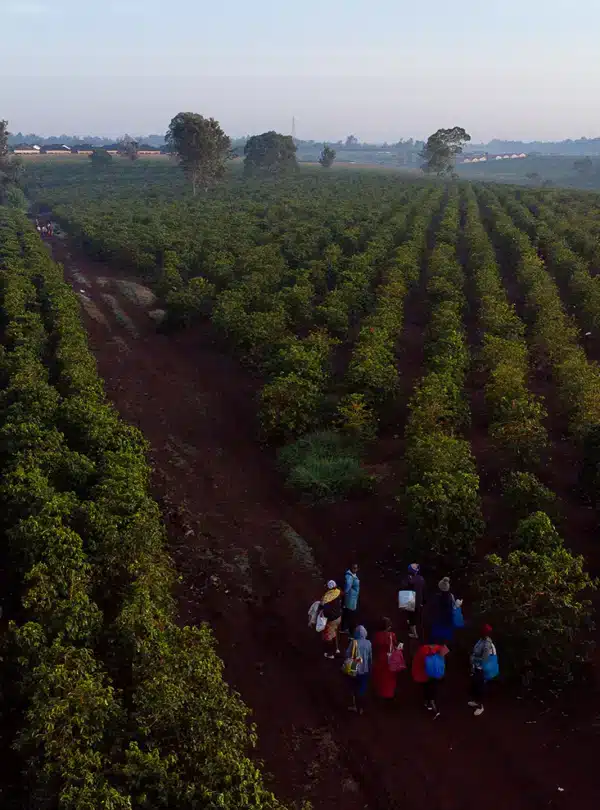 Travelers exploring coffee fields at Karunguru Coffee Estate during a guided day trip from Nairobi
