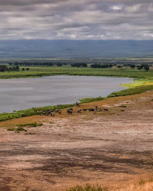 View from Observation Hill in Amboseli National Park overlooking elephants by the waterhole and vast savannah plains