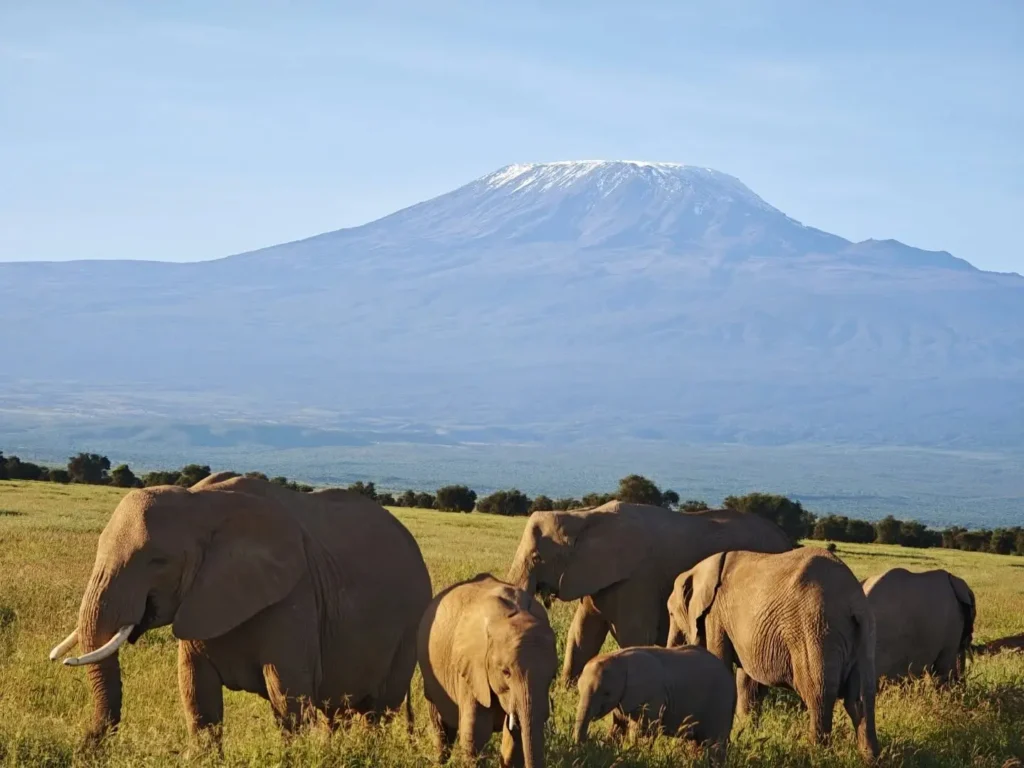 Elephant herd in Amboseli with Mount Kilimanjaro in the background