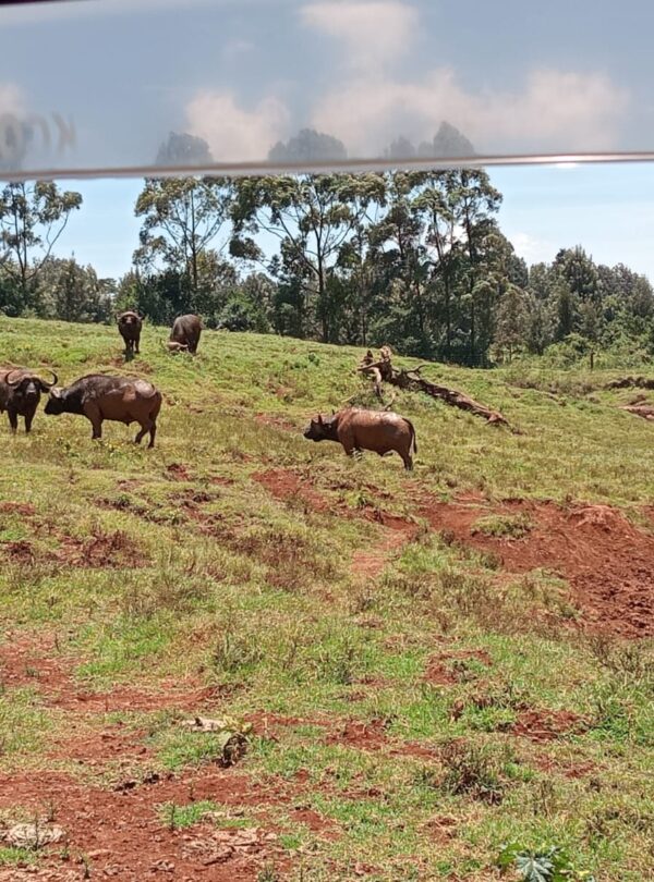 Wildlife grazing in the forested landscape of Aberdare National Park