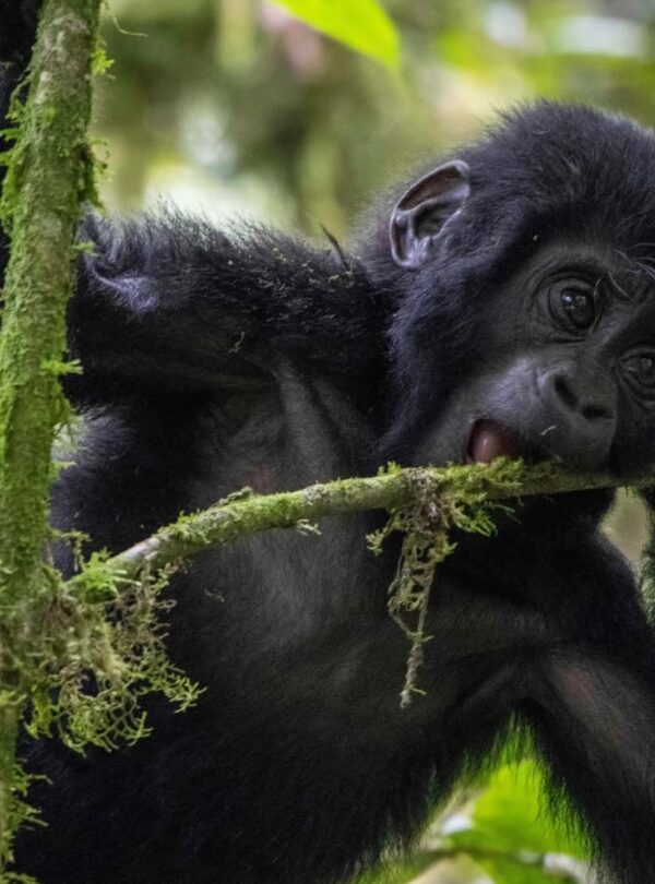 Bwindi Impenetrable National Park, Uganda