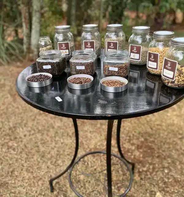 Different grades of Kenyan coffee beans showcased at Karunguru Coffee Estate tour