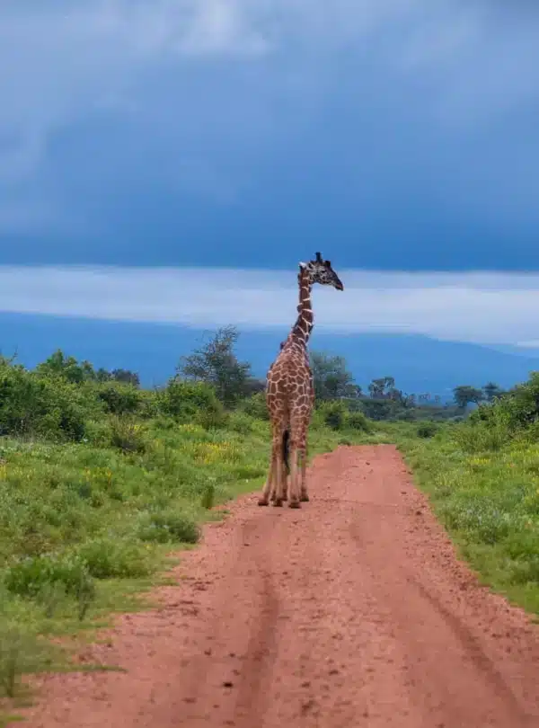 3 Day Meru Safari: Giraffe walking along a red dirt road in Meru National Park, Kenya