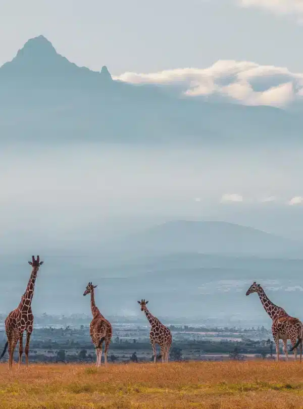 Tower of giraffes with Mount Kenya in the background at Ol Pejeta Conservancy