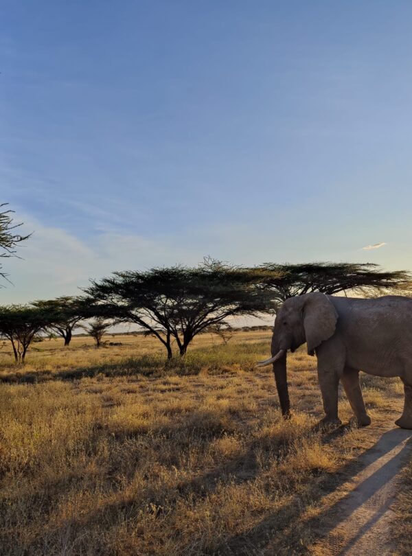 3 Day Samburu National Reserve Safari
