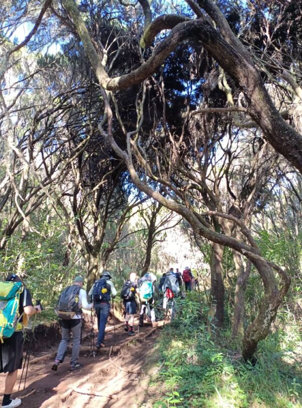 Mount Kilimanjaro Climb via Marangu Route