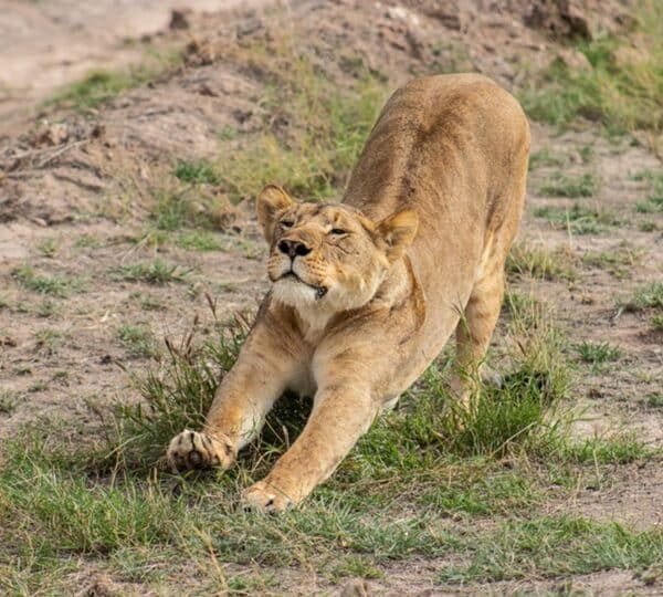 Lion stretching on grass in Masai Mara National Reserve