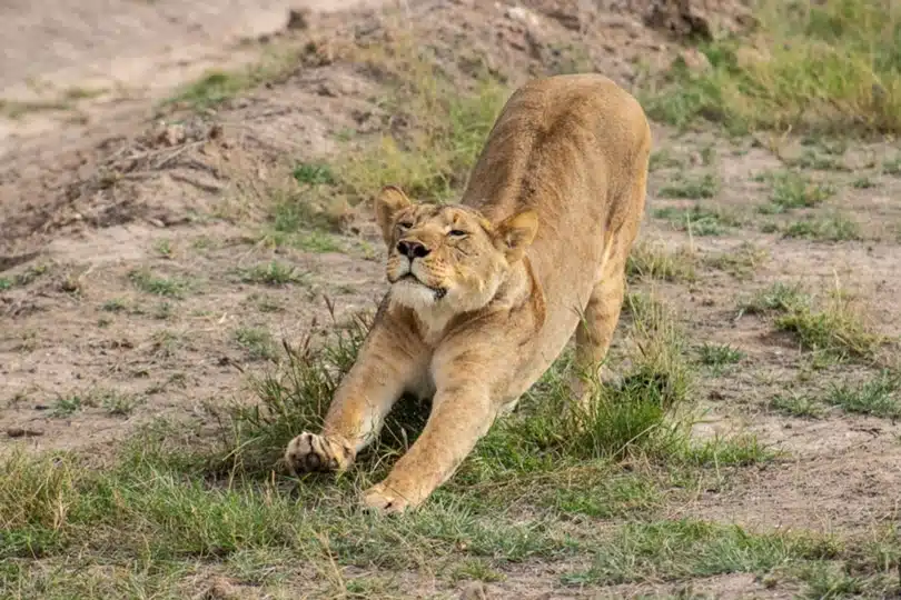 Lion stretching on grass in Masai Mara National Reserve