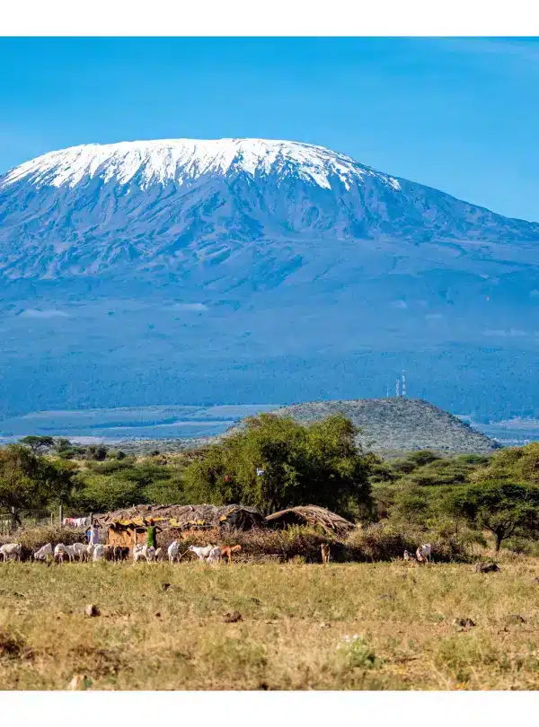 Traditional Maasai homestead with grazing livestock beneath Mount Kilimanjaro in Amboseli National Park.