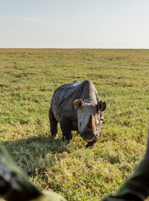 Close-up rhino encounter in Ol Pejeta Conservancy