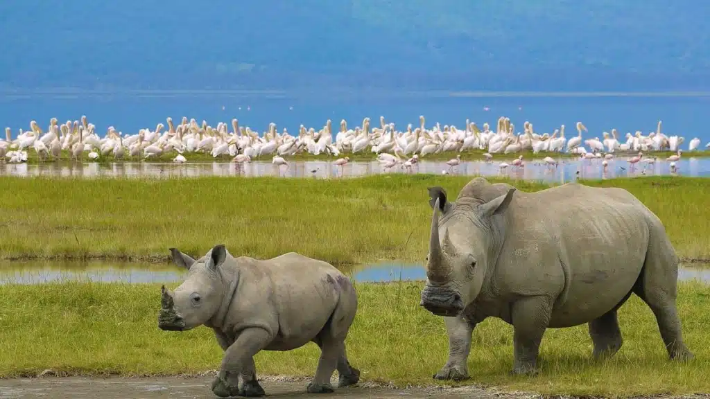 White rhinos grazing in Lake Nakuru National Park during a wildlife safari.