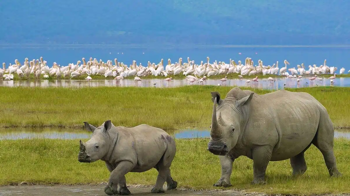 White rhinos grazing in Lake Nakuru National Park during a wildlife safari.