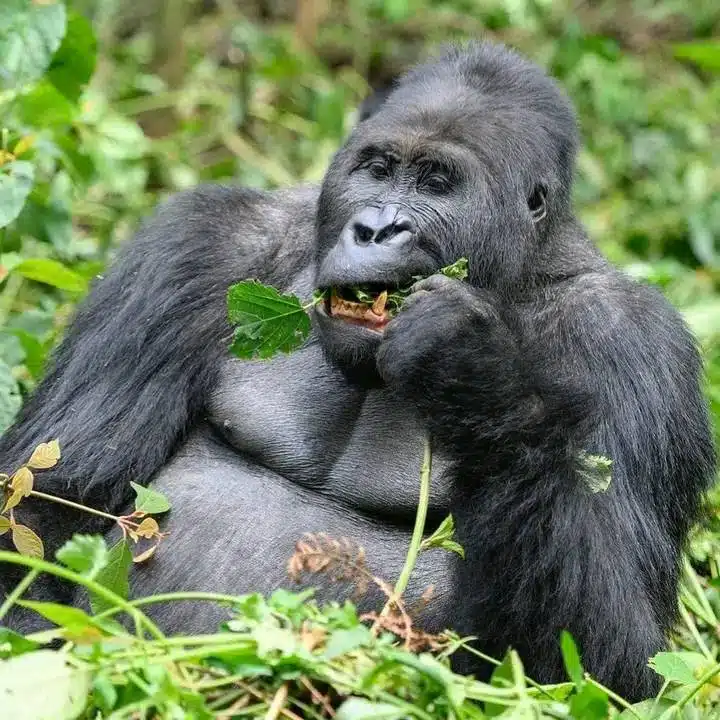 A gorilla, Rwanda