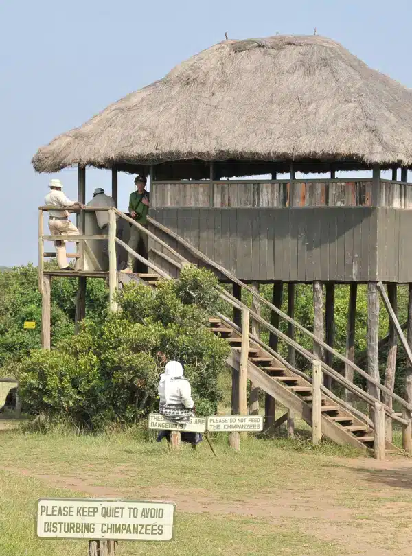 Visitors at the chimpanzee viewing platform inside Ol Pejeta Conservancy, Kenya