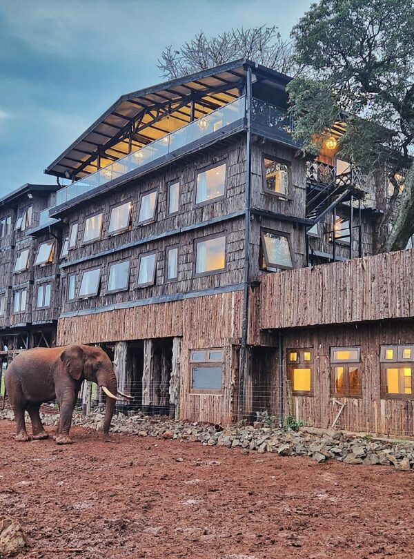 Elephant near Treetops Lodge in Aberdare National Park, Kenya