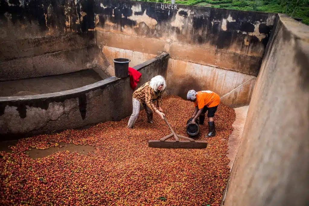 Hands-on coffee processing experience during Karunguru Coffee Estate Day Trip from Nairobi