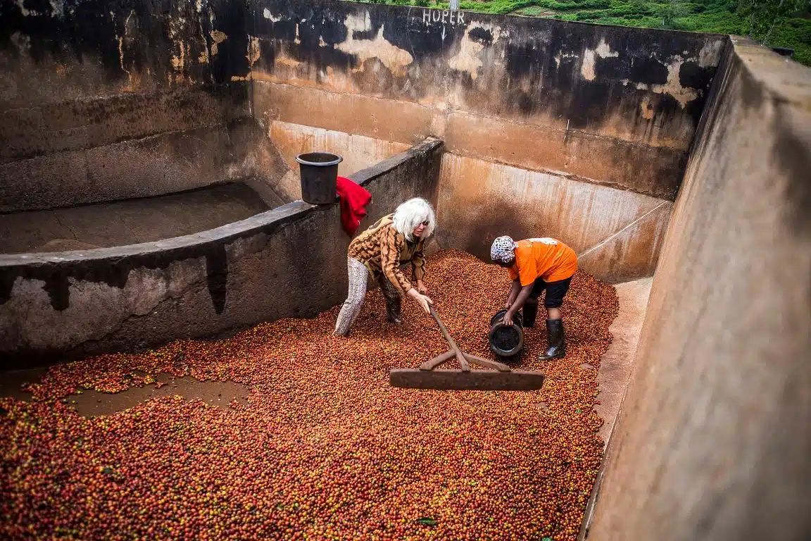 Hands-on coffee processing experience during Karunguru Coffee Estate Day Trip from Nairobi
