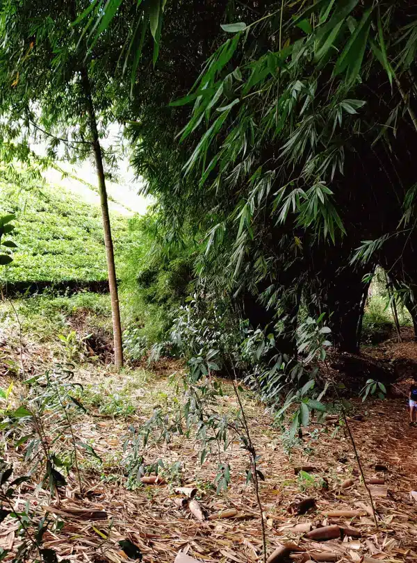 Guided farm walk through bamboo groves and tea plantations at Gatura Greens