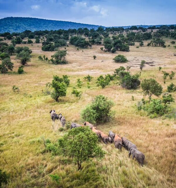 Volcanoes National Park, Rwanda