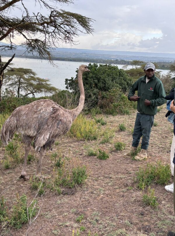 Safari guide leading visitors near an ostrich during a Crescent Island walking tour at Lake Naivasha