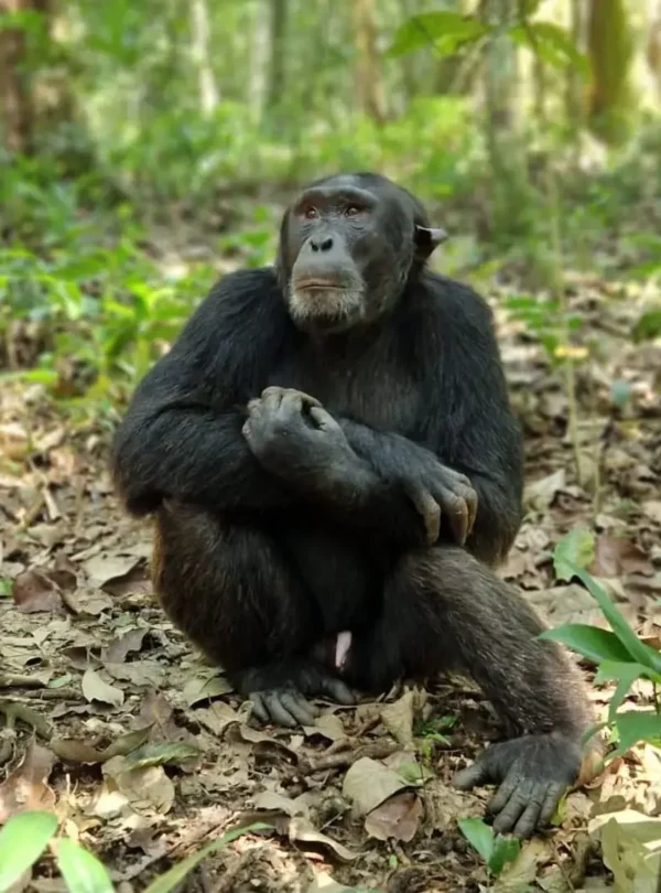 Chimpanzee in Kibale Forest National Park, Uganda — one of East Africa’s top primate trekking destinations