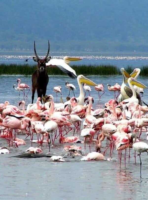 Waterbuck standing among flamingos and pelicans at Lake Nakuru during an 8 Day Kenya Safari