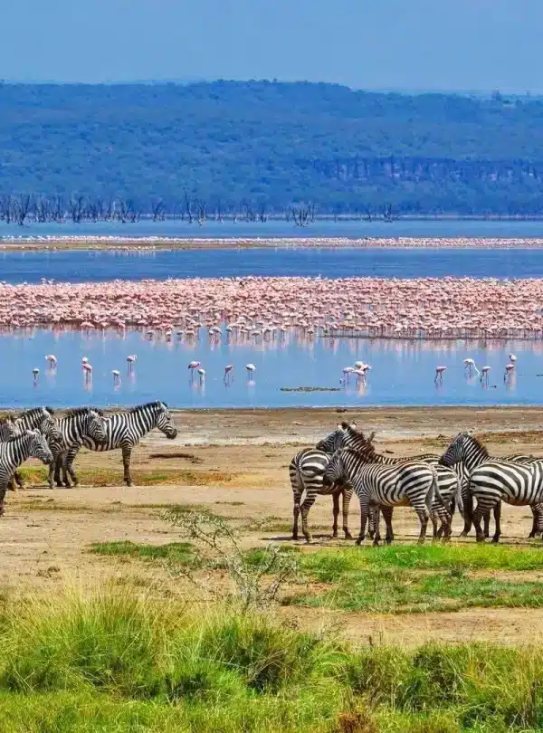 Herd of zebras on the shore of Lake Nakuru with thousands of flamingos in the background, Kenya safari