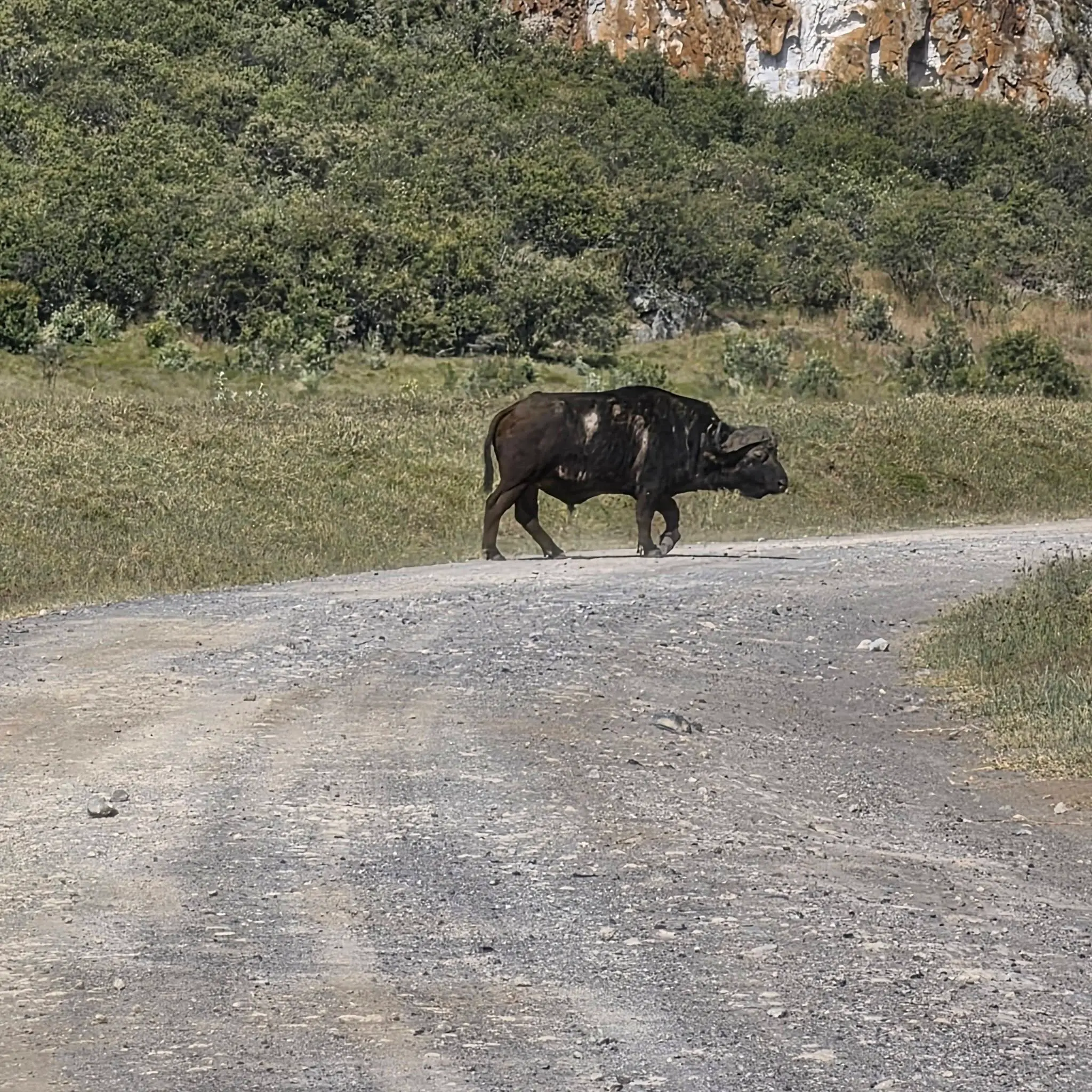 African Buffalo in Hell’s Gate National Park