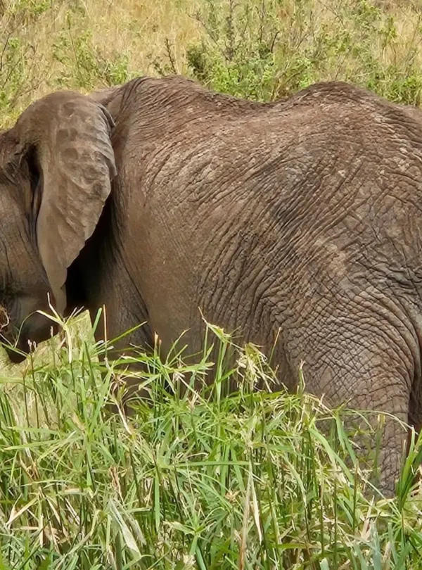 Elephant feeding in Amboseli National Park