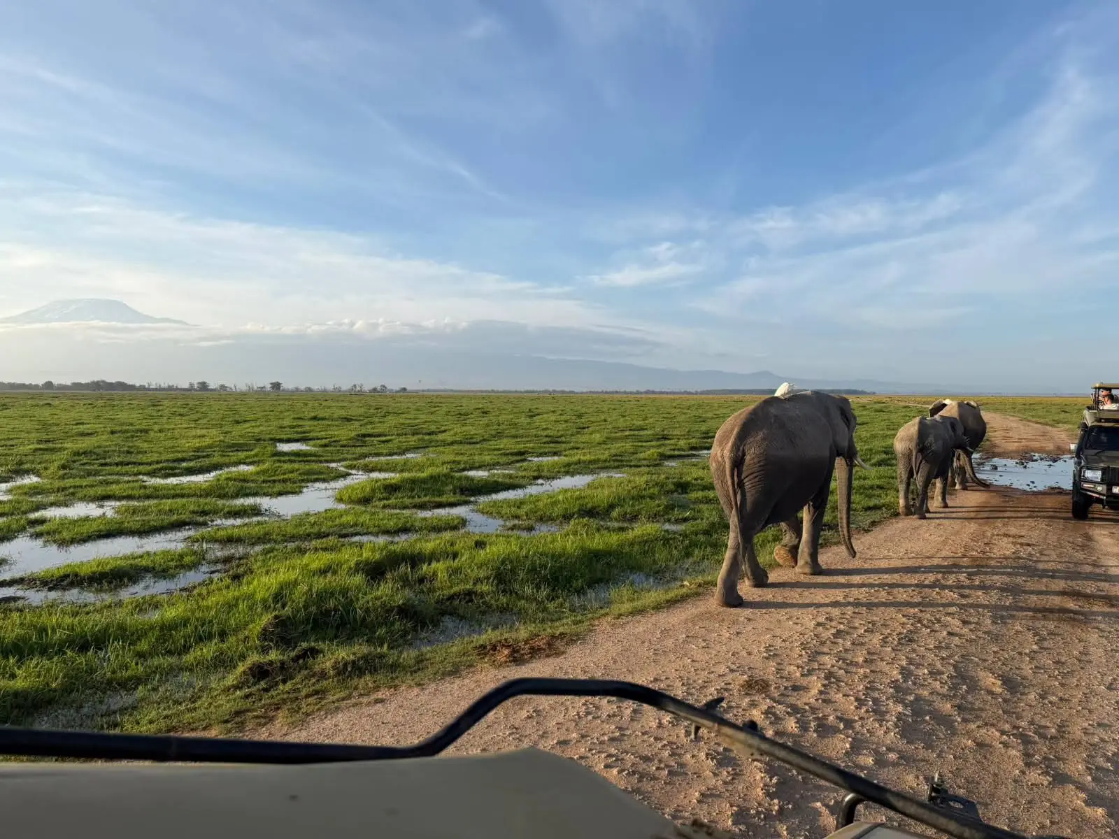 Elephants walking beside a safari track during a game drive in Amboseli National Park