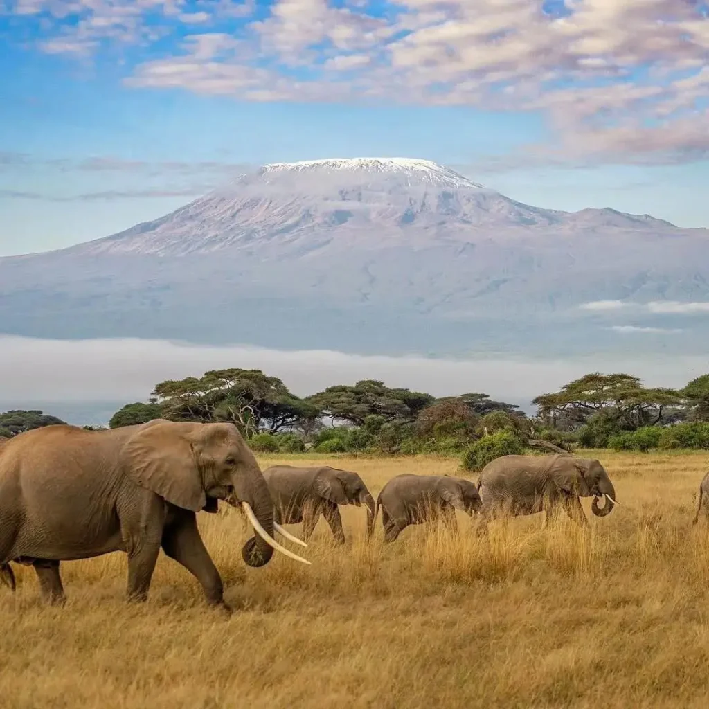Elephants walking across Amboseli National Park with Mount Kilimanjaro in the background