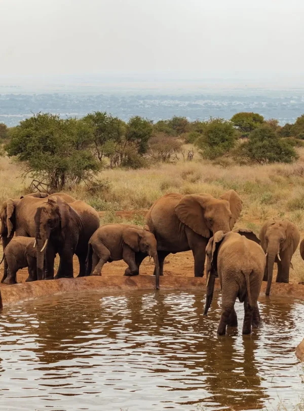 Herd of elephants gathered at a waterhole in Amboseli National Park