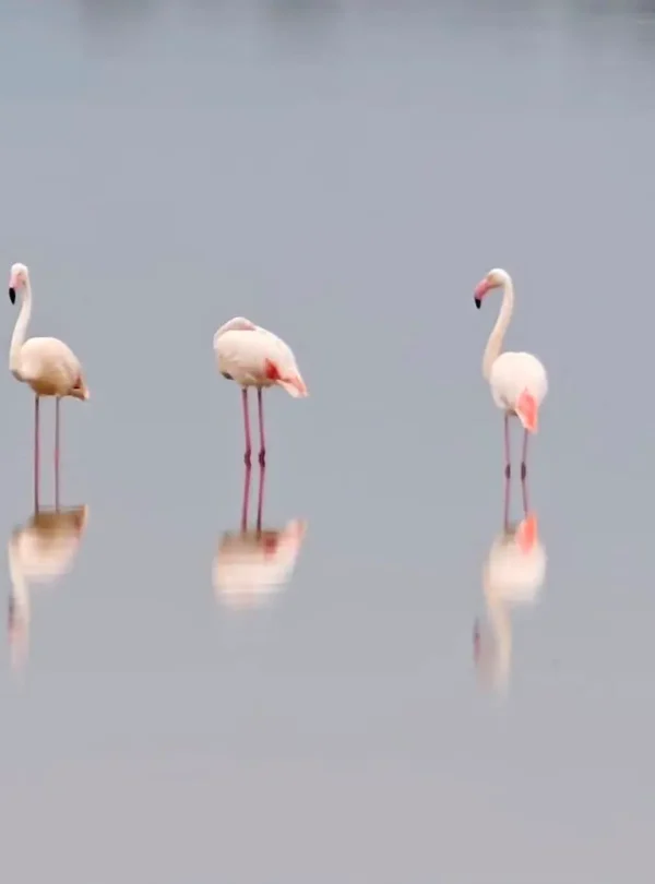 Flamingos standing in the wetlands of Amboseli National Park