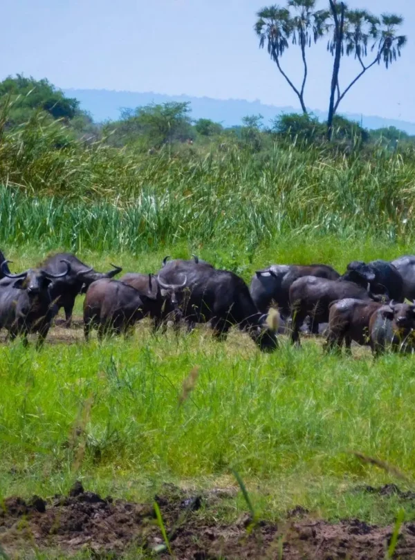 Buffalo herd in the green riverine landscape of Meru National Park