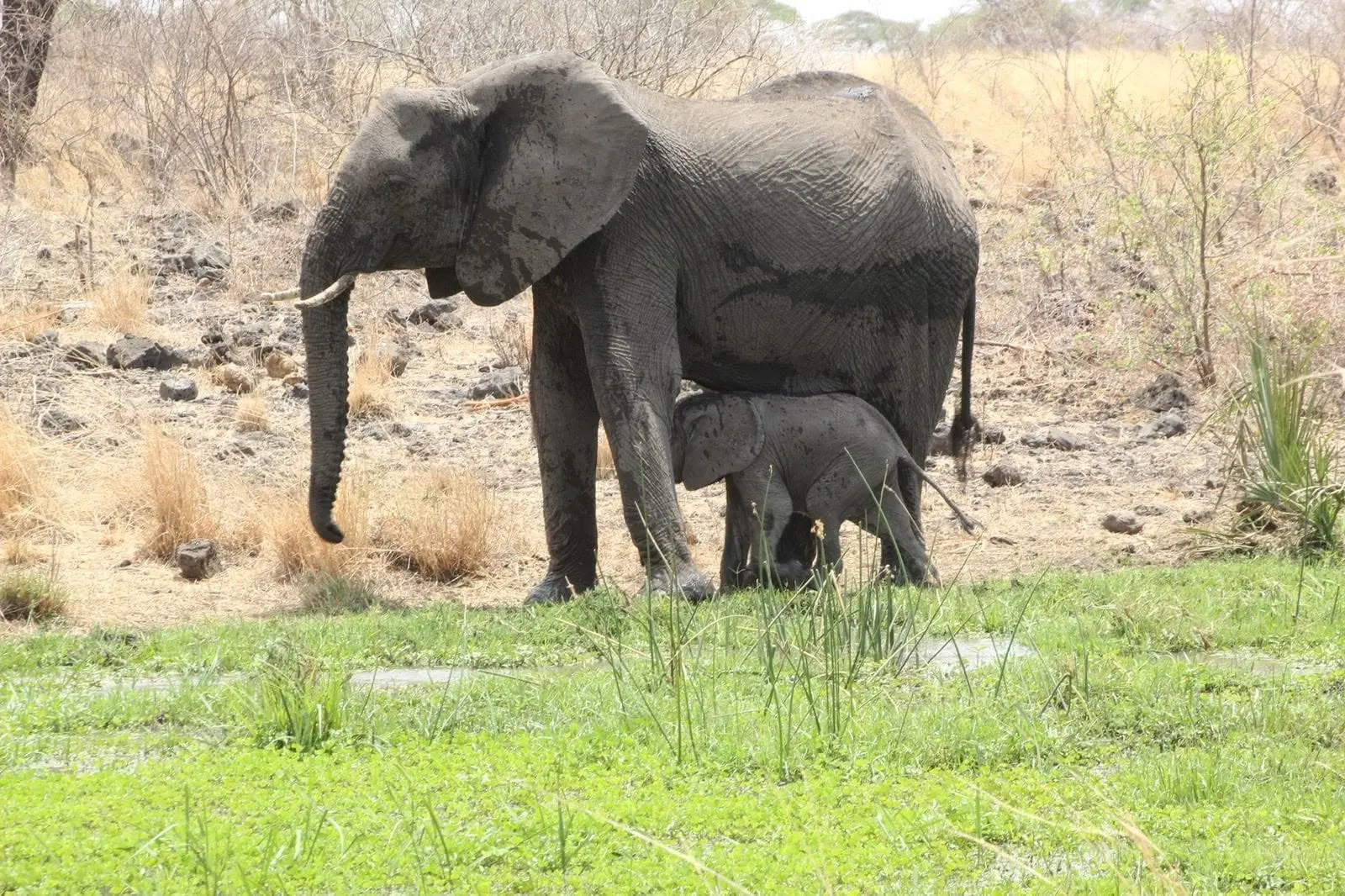Elephant mother nursing her calf in Meru National Park