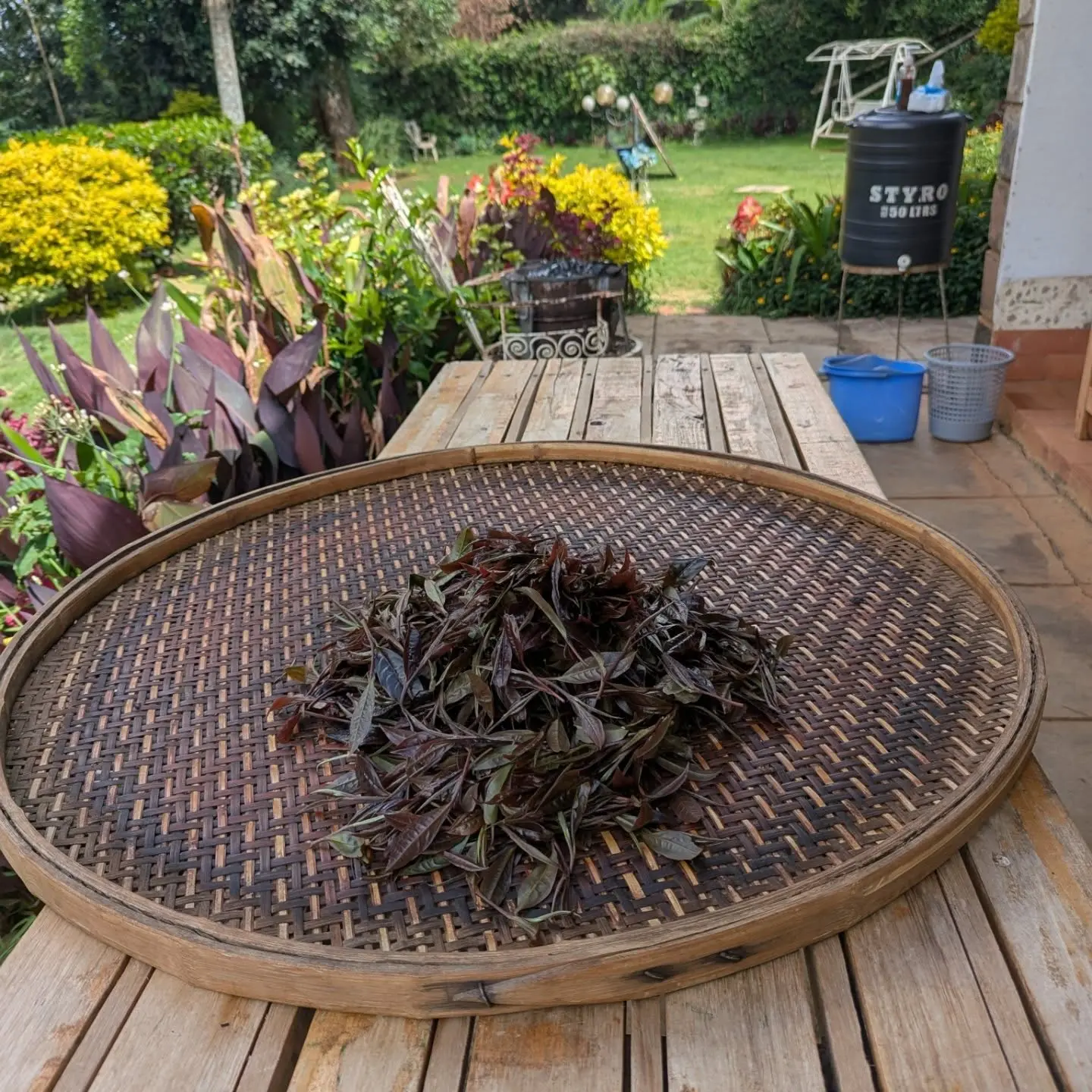Freshly picked purple tea leaves at Gatura Greens tea farm in Kenya