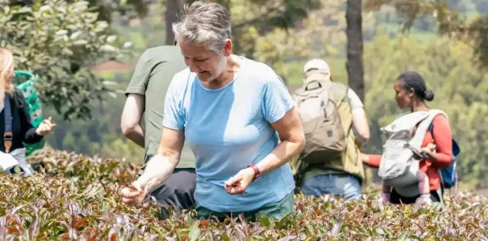 Visitors picking tea leaves during a purple tea farm tour at Gatura Greens in Kenya