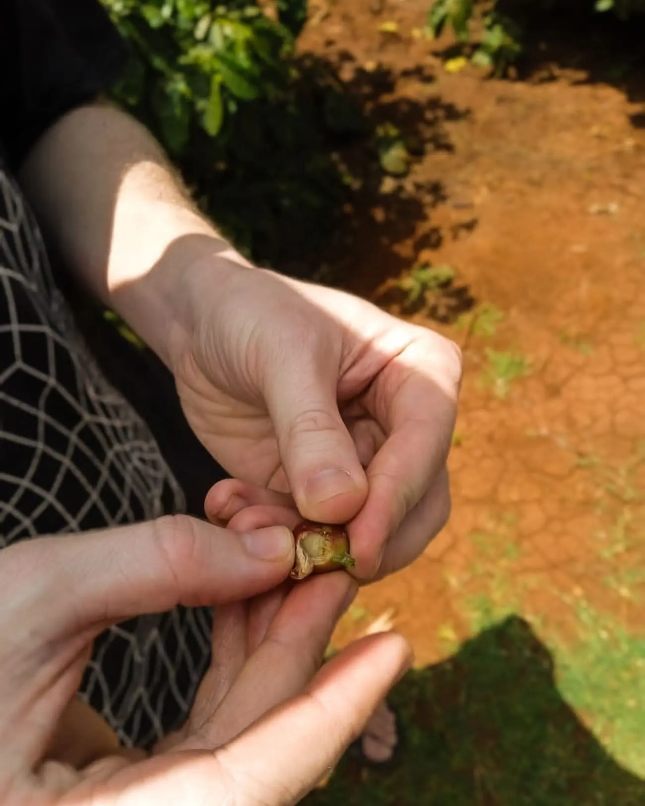 Traveller examining a coffee cherry during a Karunguru Coffee Estate tour near Nairobi