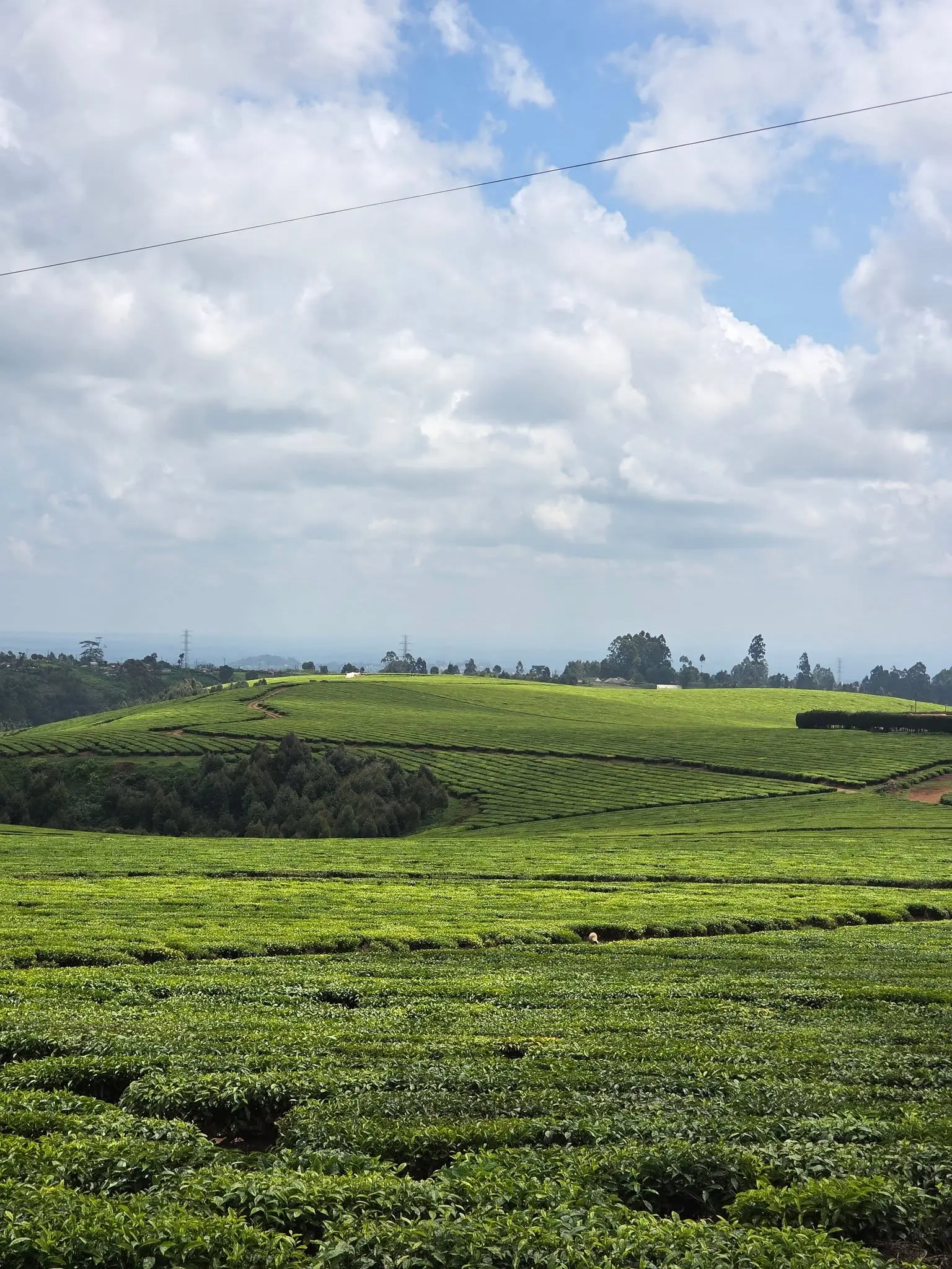 Lush plantation landscape near Karunguru Coffee Estate outside Nairobi