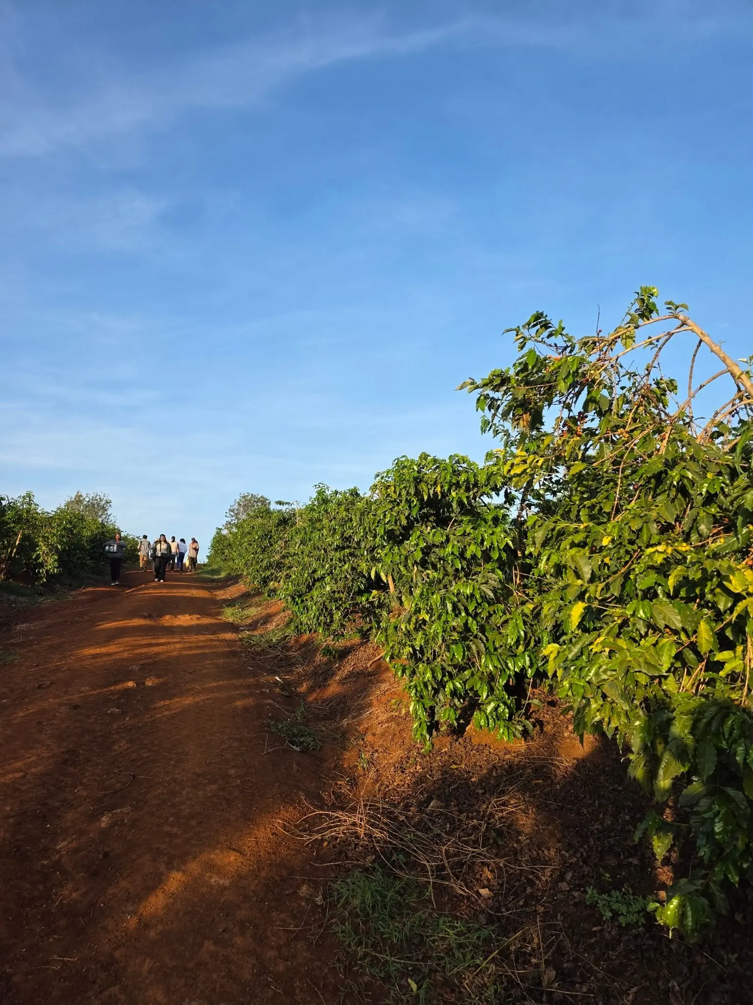 Guided coffee plantation walk at Karunguru Coffee Estate near Nairobi