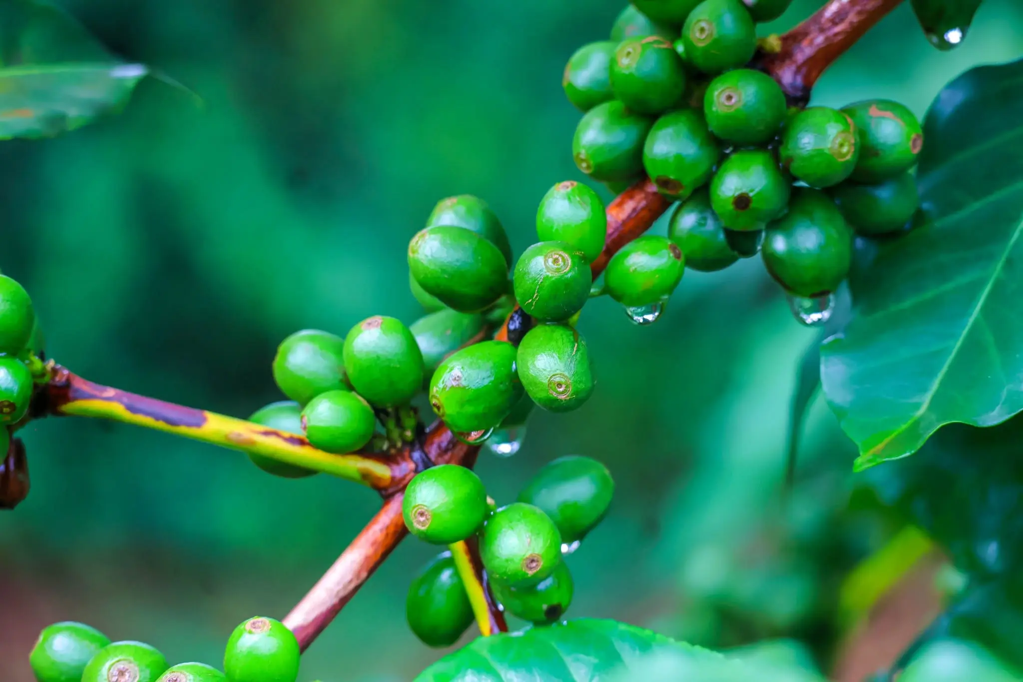 Green coffee cherries at Karunguru Coffee Estate near Nairobi
